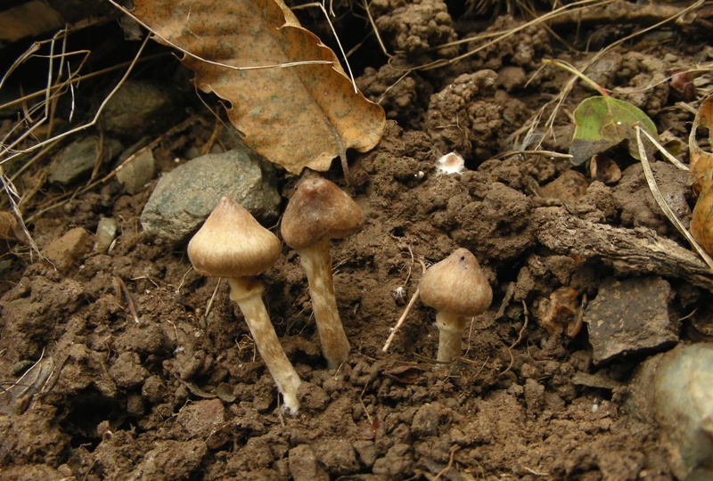 Primo insuccesso micro: Inocybe (cfr. Cortinarius sp.)